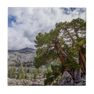 Sierra Juniper and Evergreen Trees Tile