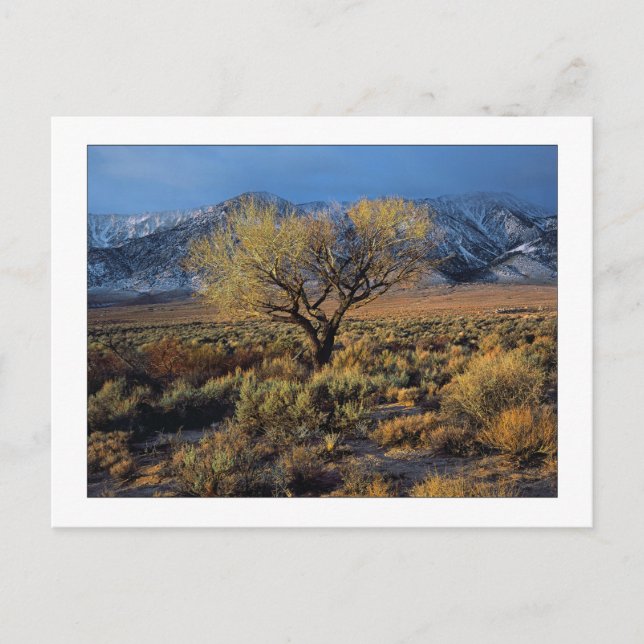 "Sierra Sunlit Tree" Postcard (Front)
