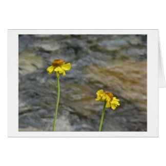 Sierra Wildflowers by Woods Creek