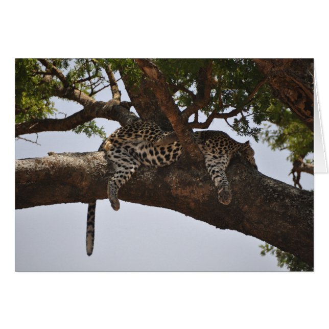 Siesta (Front Horizontal)