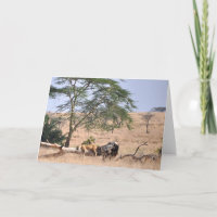 Siesta, Serengeti
