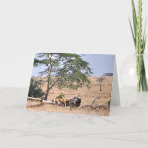 Siesta, Serengeti Card