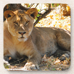 Siesta Time Coaster