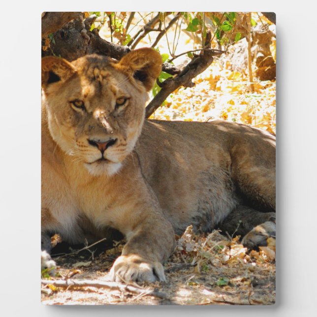 Siesta Time Plaque (Front)