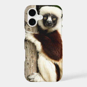 Sifaka Lemur in Madagascar Forest