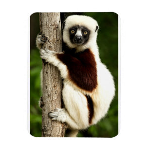 Sifaka Lemur in Madagascar Forest Magnet