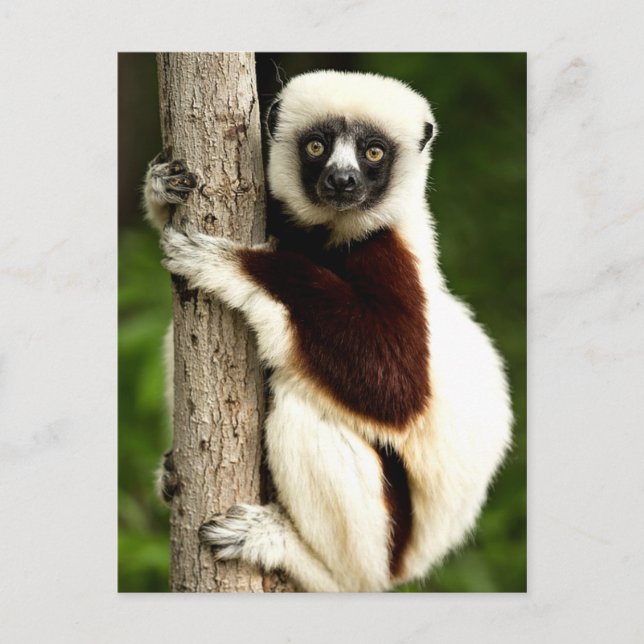 Sifaka Lemur in Madagascar Forest Postcard (Front)