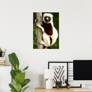 Sifaka Lemur in Madagascar Forest Poster