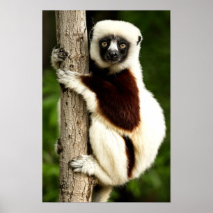 Sifaka Lemur in Madagascar Forest Poster