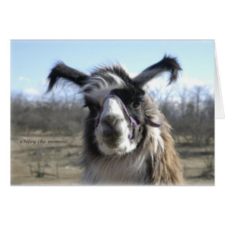 sigh_llama_njoy_D1477