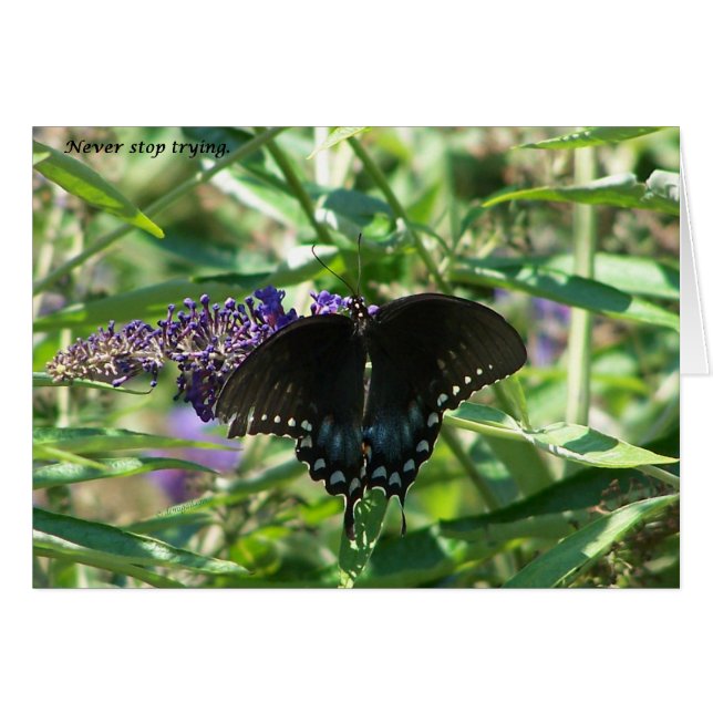 sigh_spicebush_never_stop_1363x (Front Horizontal)
