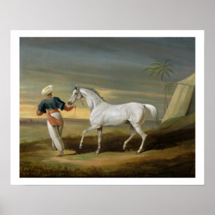Signal, a grey Arab, with a Groom in the Desert (o Poster