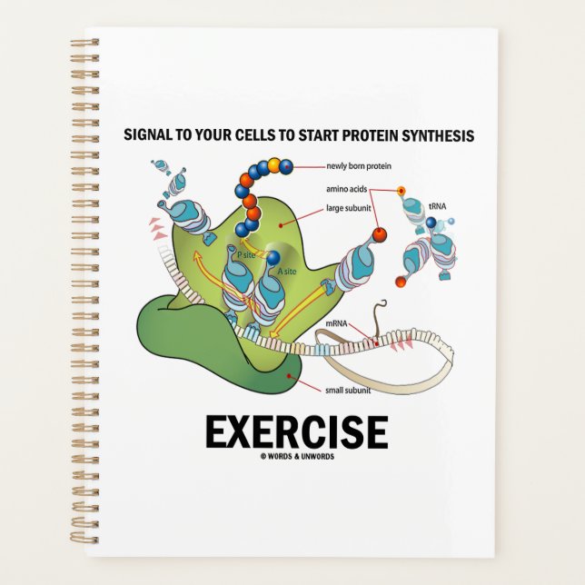Signal Cells To Start Protein Synthesis Exercise Planner (Front)