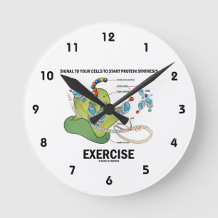 Signal Cells To Start Protein Synthesis Exercise Round Clock