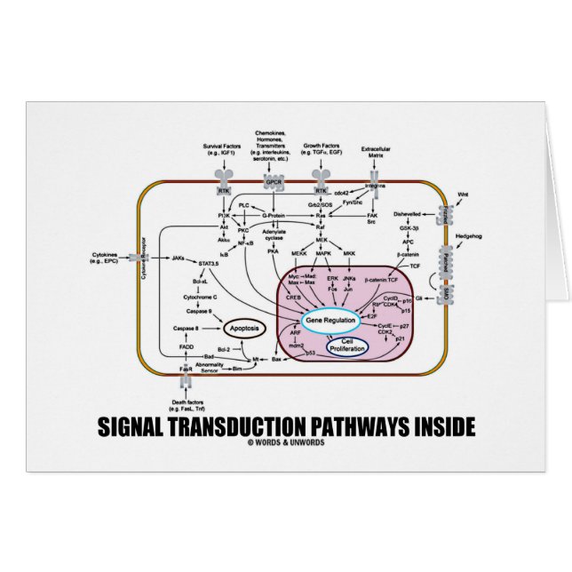 Signal Transduction Pathways Inside (Cell Biology) (Front Horizontal)