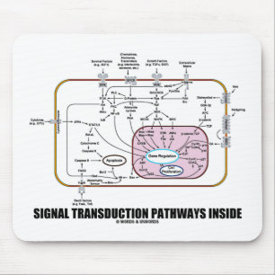 Signal Transduction Pathways Inside (Cell Biology) Mouse Pad