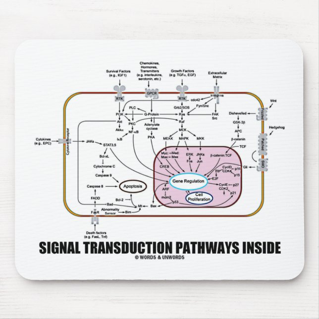 Signal Transduction Pathways Inside (Cell Biology) Mouse Pad (Front)