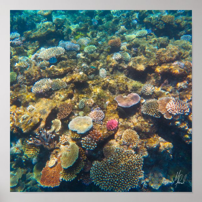 Signed Great Barrier Reef Coral - #4 Poster (Front)