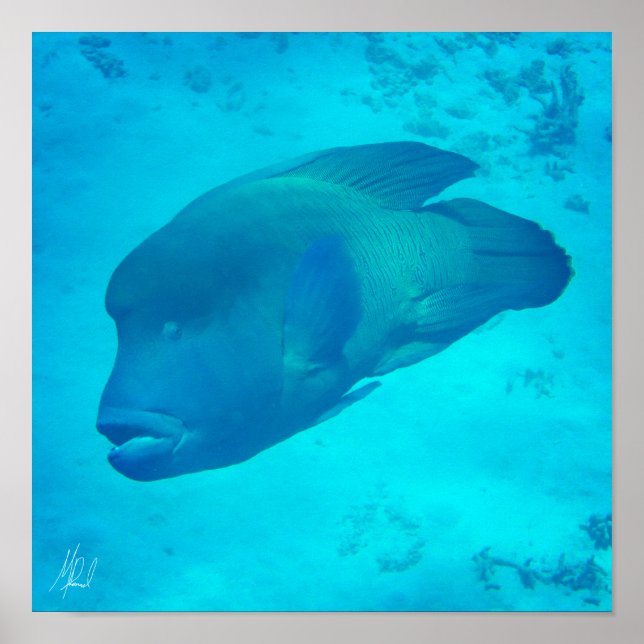 Signed Great Barrier Reef Napoleon Wrasse Fish Poster (Front)
