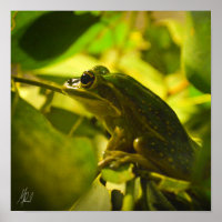 Signed Green and Golden Bell Frog Poster