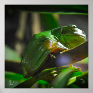 Signed Green Tree Frog Poster