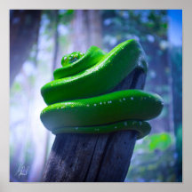 Signed Green Tree Python (A) Poster