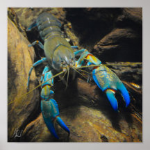 Signed Smooth Yabby Poster