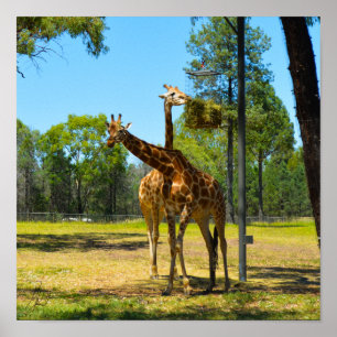 Signed Taronga Western Plains Zoo Dubbo - Giraffes Poster
