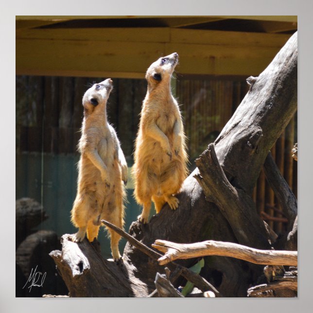 Signed Taronga Western Plains Zoo Dubbo - Meerkat Poster (Front)