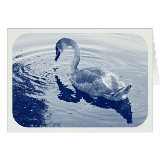 Signet Swan - Digital Cyanotype (Front Horizontal)