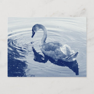 Signet Swan - Digital Cyanotype Postcard