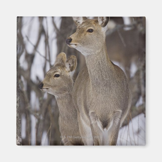 Sika Deer Doe and Young, Hokkaido, Japan Magnet (Front)