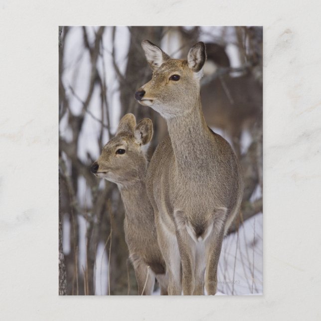Sika Deer Doe & Young | Hokkaido, Japan Postcard (Front)