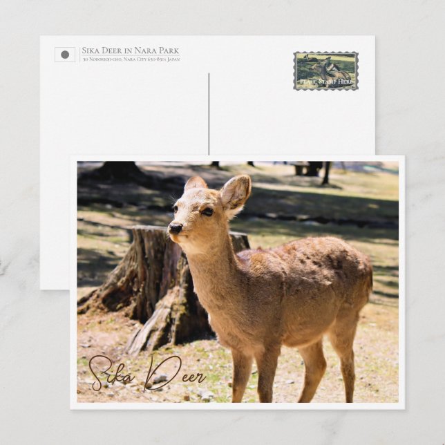 Sika Deer in Nara Park Postcard (Front/Back)