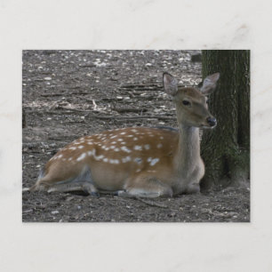 Sika deer postcard