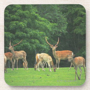 Sika deer standing in a clearing coaster