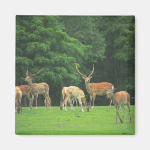 Sika deer standing in a clearing magnet