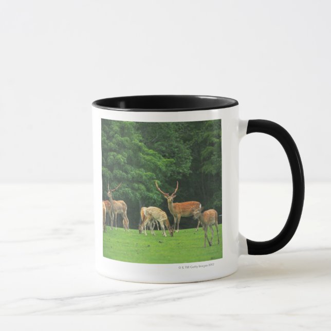 Sika deer standing in a clearing mug (Right)