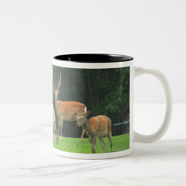 Sika deer standing in a clearing Two-Tone coffee mug (Right)