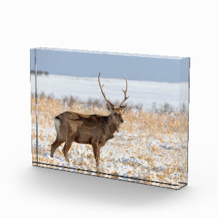 Sika Stag In a Snowy Field Japan Photo Block