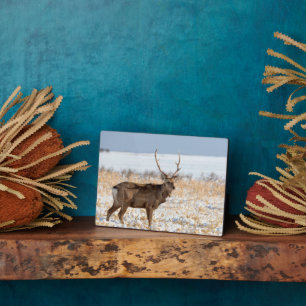 Sika Stag In a Snowy Field   Japan Plaque