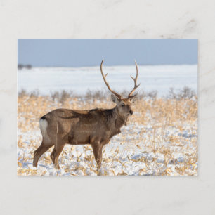 Sika Stag In a Snowy Field   Japan Postcard