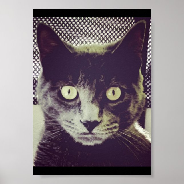 Silent Kitty Poster (Front)