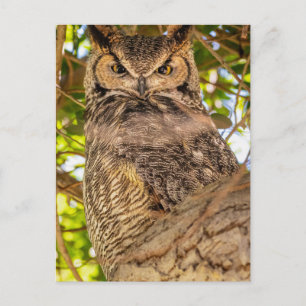 Silent Observer (Great Horned Owl) Wildlife Photo Postcard