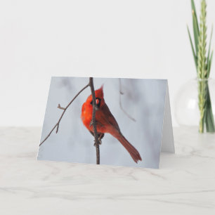 Silent wonders blank greeting card Cardinal