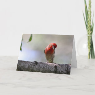 Silent wonders blank greeting card house finch