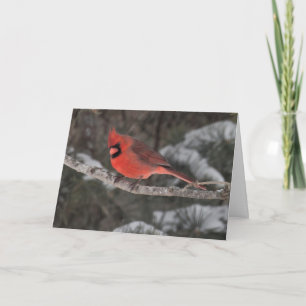 Silent wonders blank greeting card male cardinal