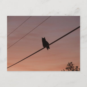 Silhouette Beauty Postcard