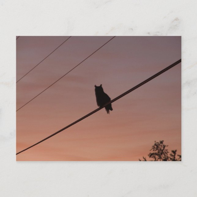 Silhouette Beauty Postcard (Front)