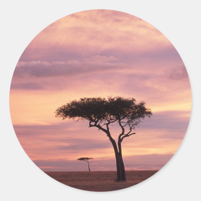 Silhouette image of acacia tree at sunrise classic round sticker (Front)